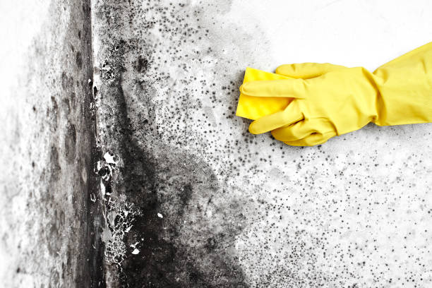 Best Water Damage & Mold Remediation  in Grandview Plaza, KS